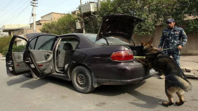 رئيسية الكلاب.jpg