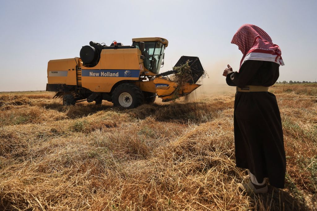 الحنطة