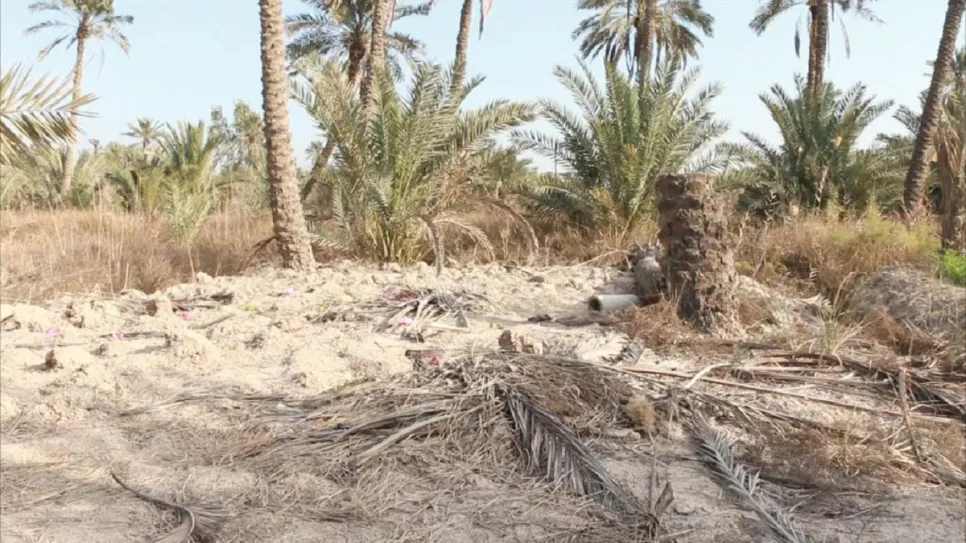 الزراعة 222.jpg