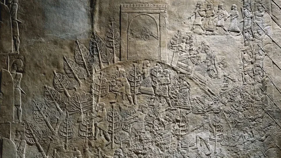 زراعة آثار.jpg