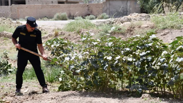 زراعة المخدرات في العراق.jpg